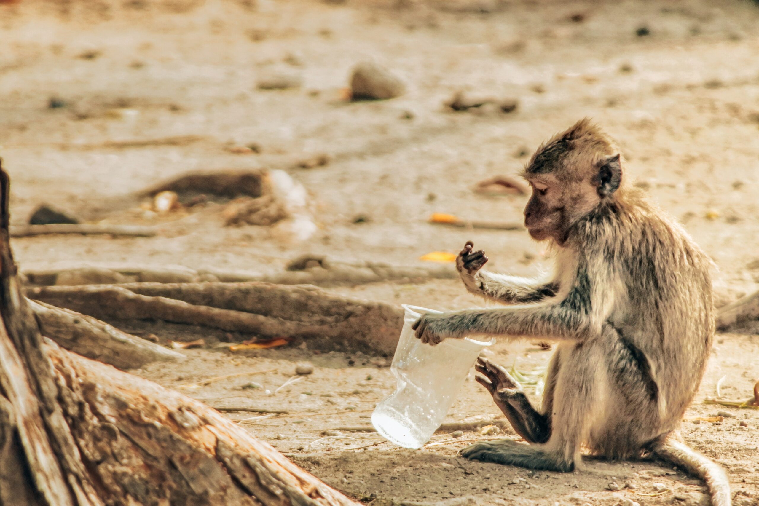 Singe-gobelet-plastique Un singe tenant un gobelet en plastique